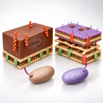Gram Positive and Gram Negative Cell Wall Model